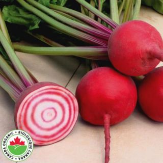 Chioggia Organic Beet Thumbnail